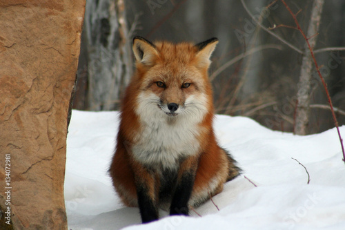 Gorgeous Red Fox in her Winter Coat