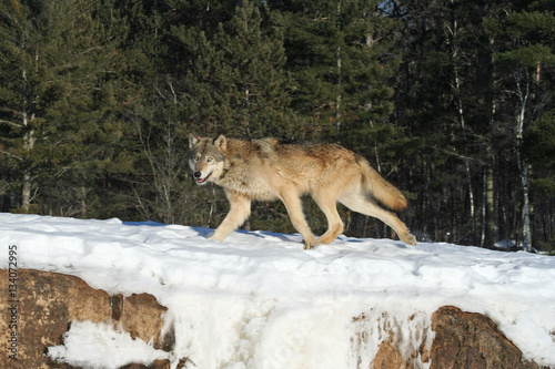 Gray Wolf Running