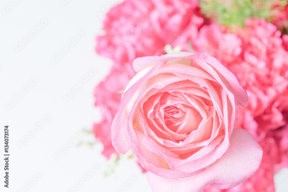 Close up of beautiful rose flower background Close up of beautiful rose flower background