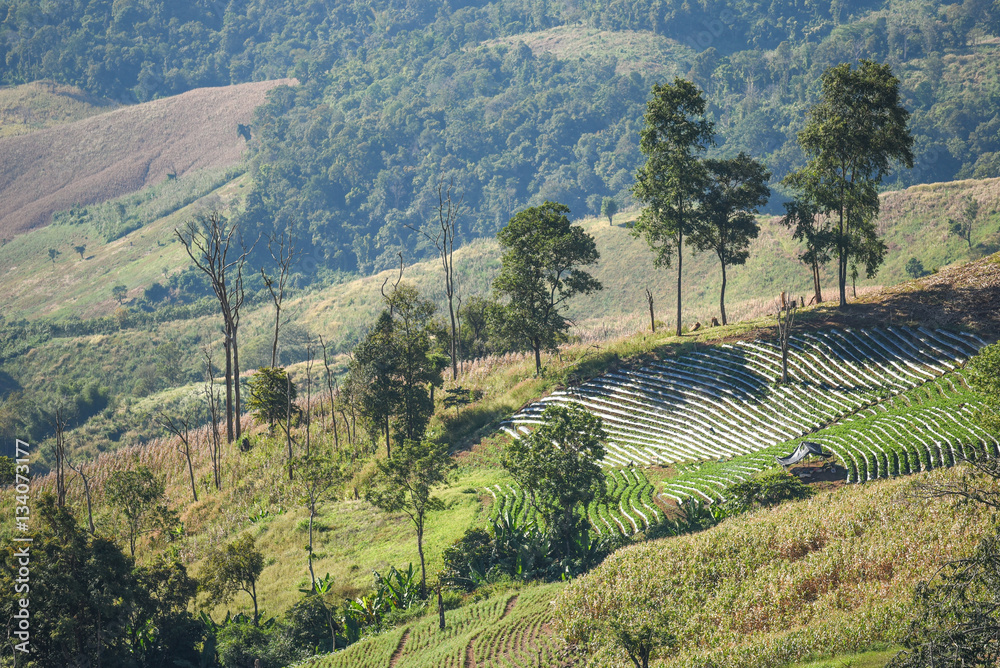 Fototapeta premium strawberry plantation on the hill