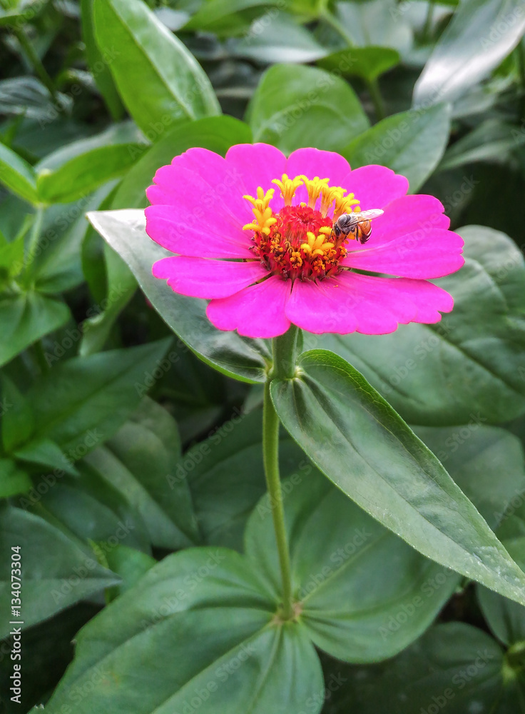 Obraz premium Bee on flower, and collecting nectar