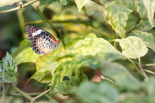 Female Leopard lacewing (Cethosia cyane euanthes) butterfly hang photo