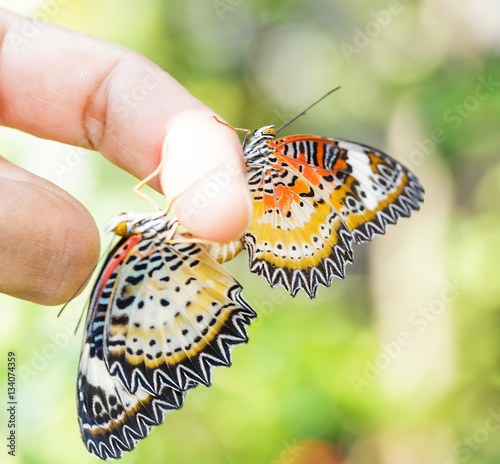 Mating Leopard lacewing (Cethosia cyane euanthes) butterfly hang photo