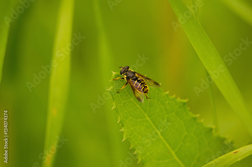 Insecte sur une feuille © linedugas2014