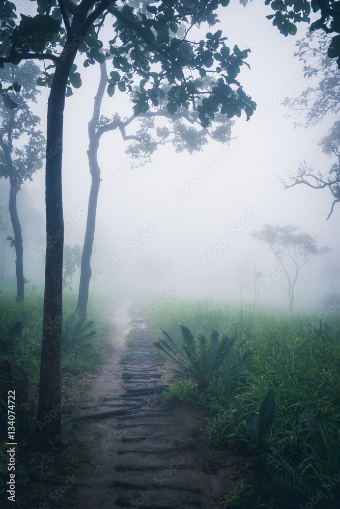Obraz premium garden park outdoor fog down.thailand