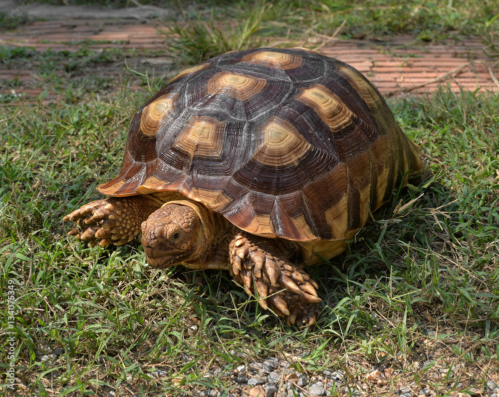 turtle with the neck outside on the shell eating plants in the g turtle with the neck outside on the shell eating plants in the g