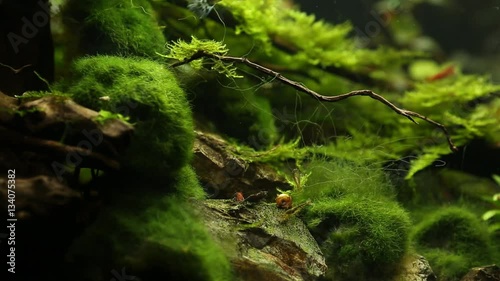 Red Cherry Shrimp, tropical aquarium photo