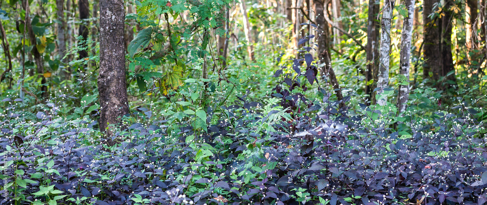 Naklejka premium Purple and green leaves , tree in tropical forest