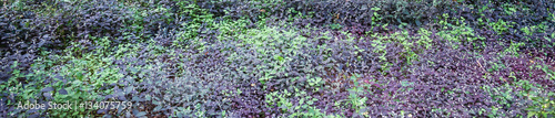 Purple and green leaves , tree in tropical forest
