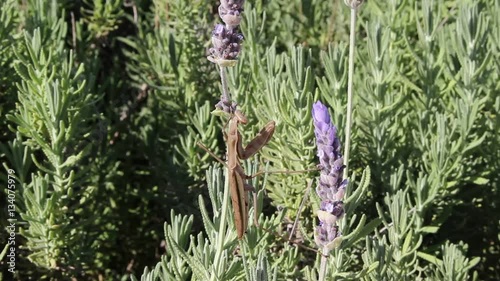 蝶を狙うカマキリ