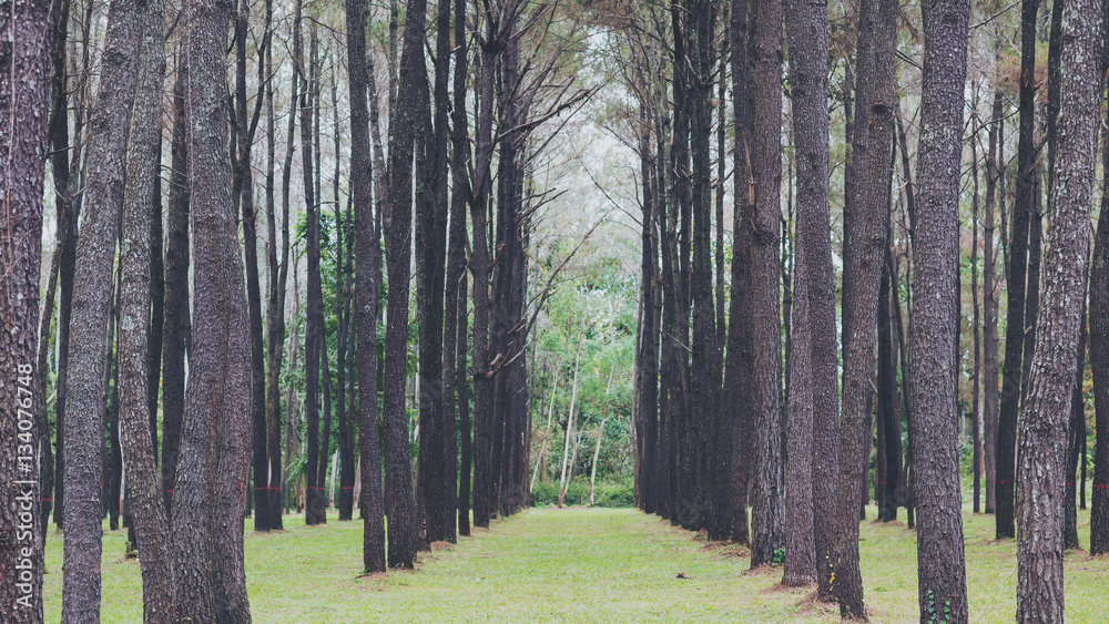 Pine tree garden , green nature background Pine tree garden , green nature background