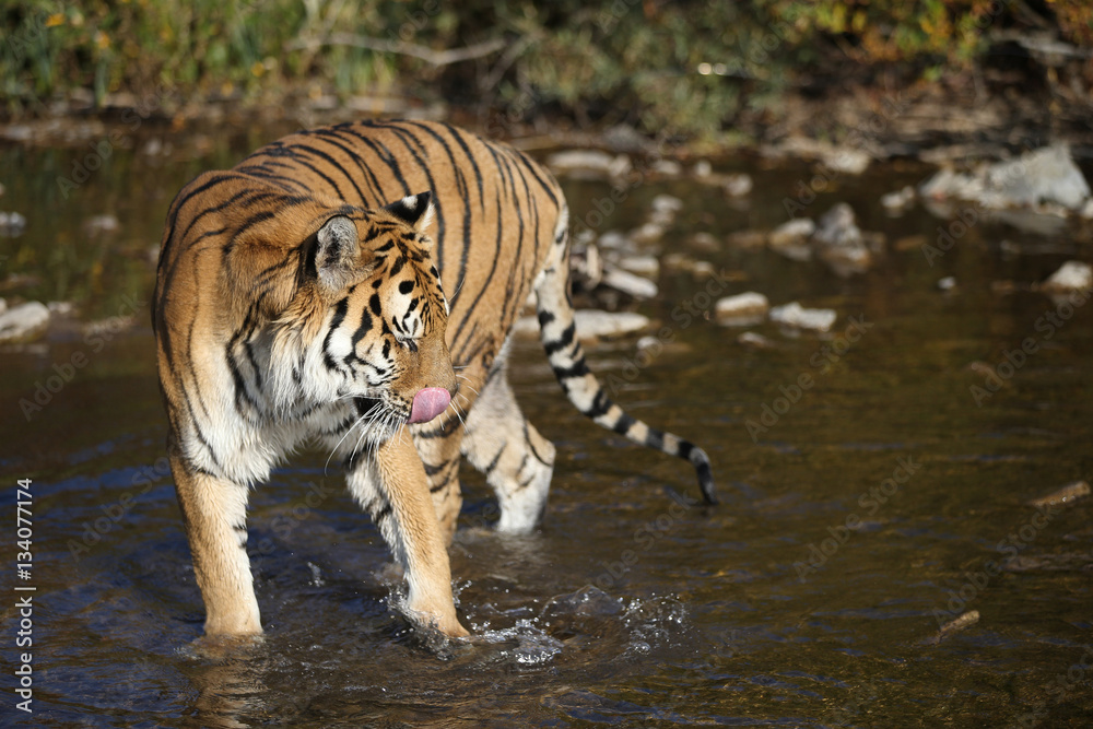 Captive Siberian Tiger in Water scene Captive Siberian Tiger in Water scene