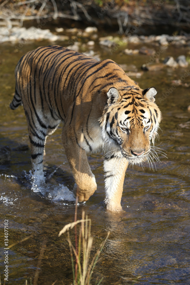 Captive Siberian Tiger in Water scene