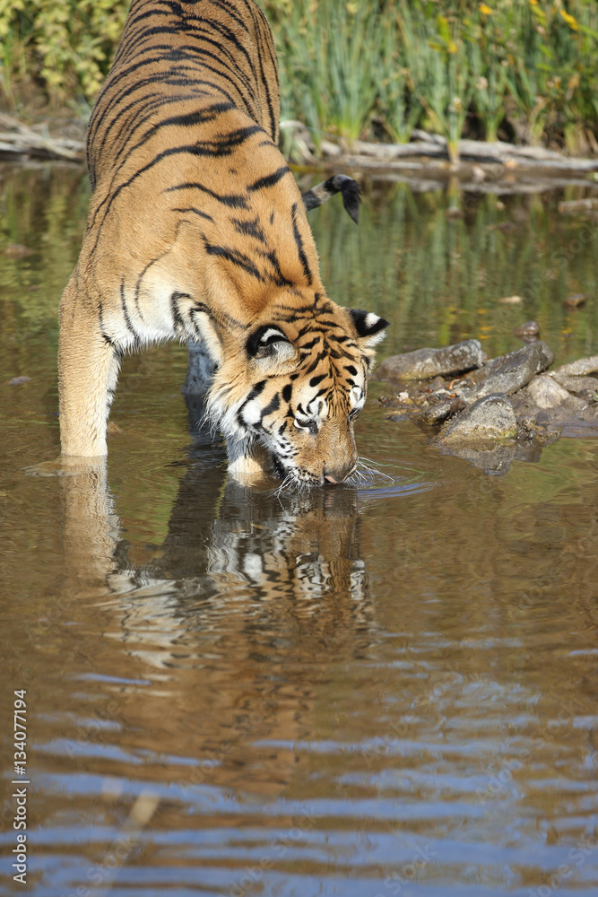 Fototapeta premium Captive Siberian Tiger in Water scene