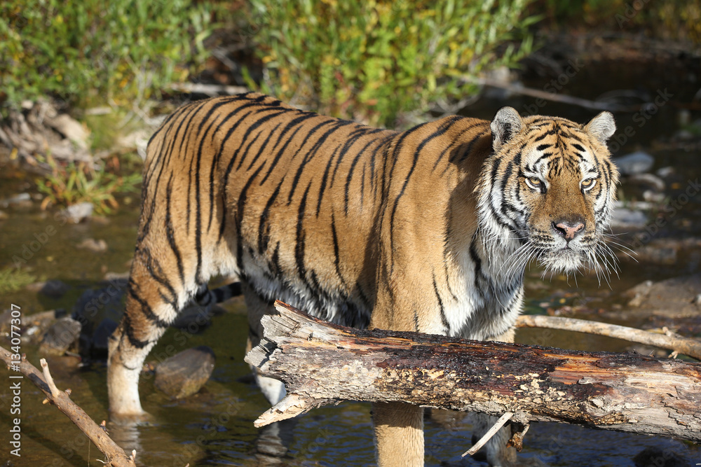 Captive Siberian Tiger in Water scene Captive Siberian Tiger in Water scene