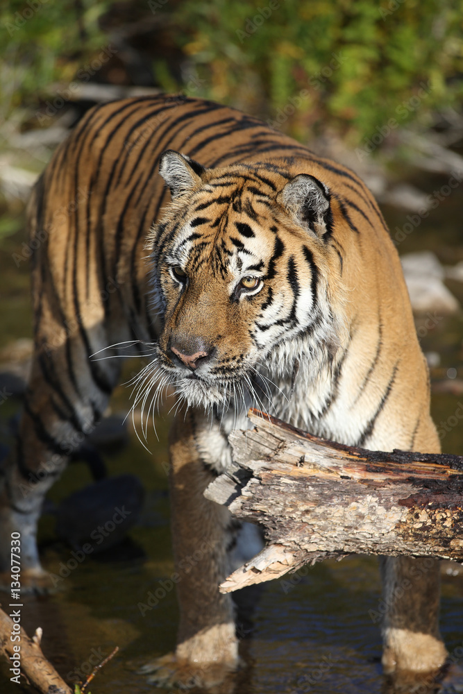 Fototapeta premium Captive Siberian Tiger in Water scene