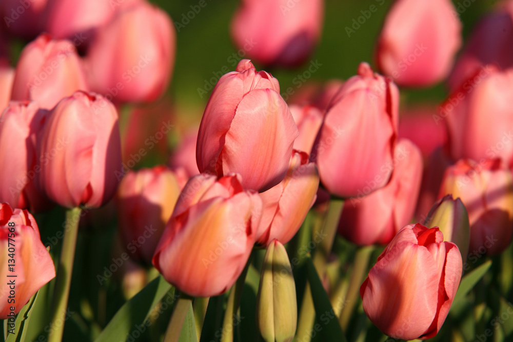 Beautiful Tulip flowers in Spring Beautiful Tulip flowers in Spring