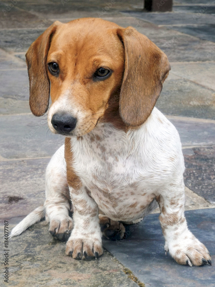 cute brown and white mini dachshund puppy