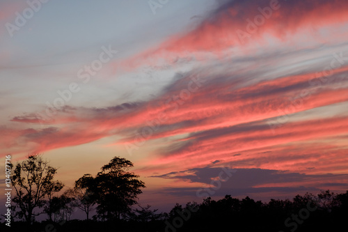 silhouette tree withcolorful twilight sky soft cloud for background backdrop use