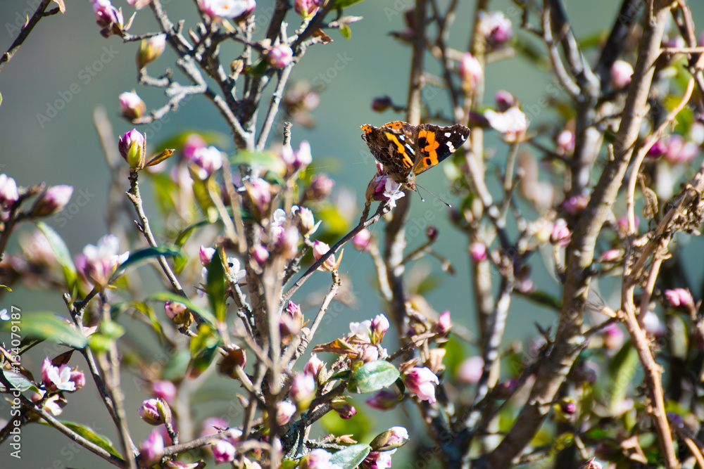 butterfly is eating nectar from flower butterfly is eating nectar from flower