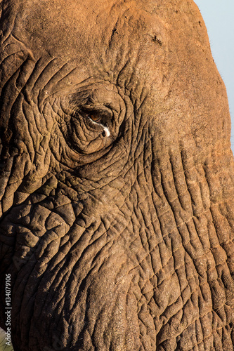 Face of African elephant