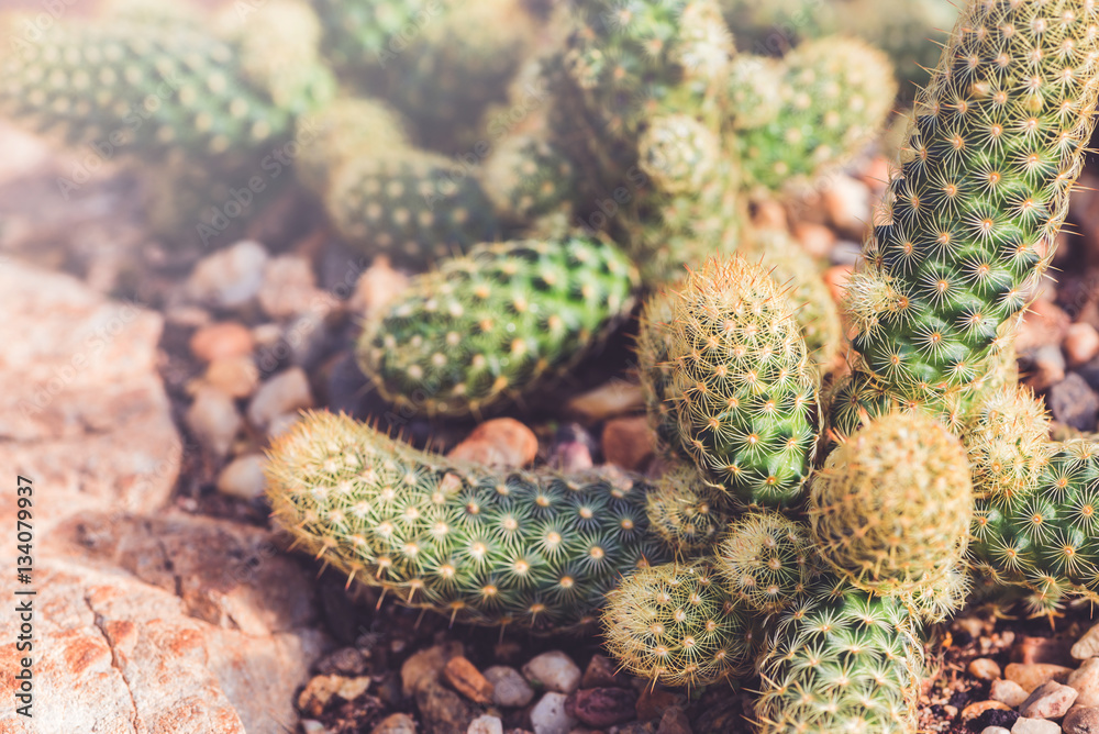 background nature. Natural Cactus succulent plant background nature. Natural Cactus succulent plant