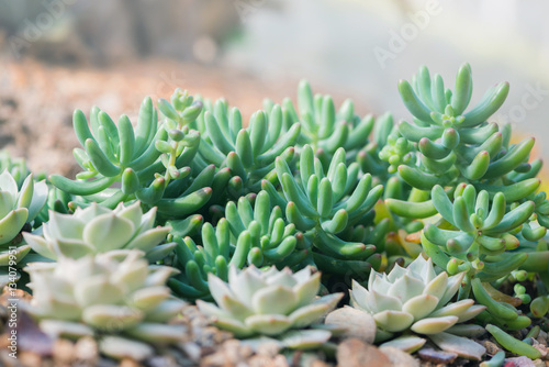 background nature. Natural Cactus Garden