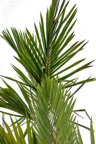 Natural background Palm. Cyrtostachys renda Blum leaves