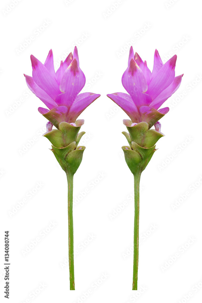 siam tulip flowers isolated Thailand background objects colorful pink natute
