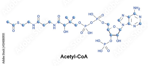 Acetyl coenzyme A is a molecule that participates in many biochemical reactions in protein, carbohydrate and lipid metabolism. photo