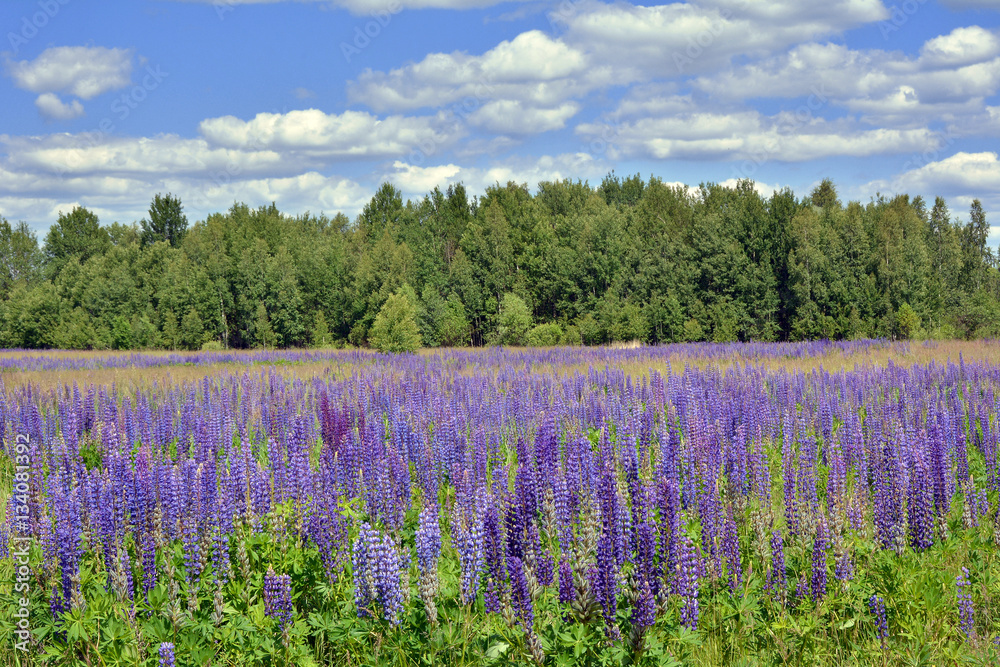 Lupin field and clouds Lupin field and clouds