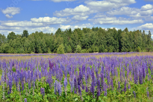 Lupin field and clouds