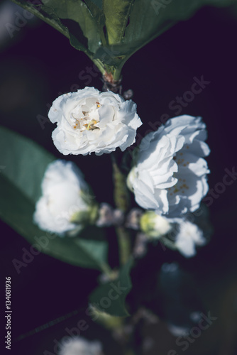 background White flower Prunus persica.