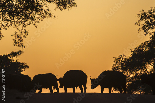 African buffalo in Kruger National park  South Africa