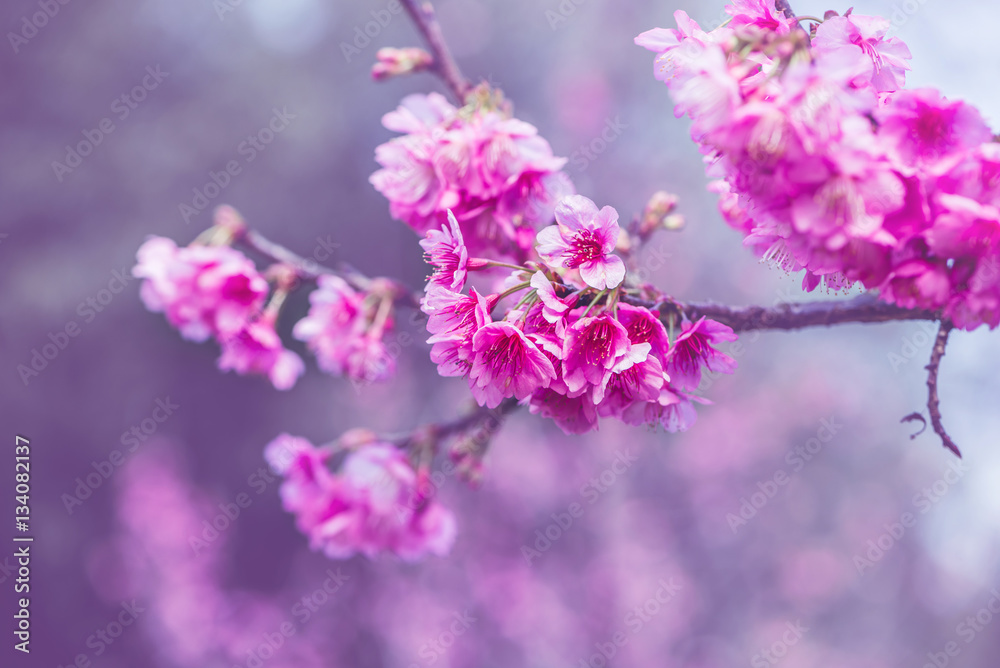 background nature Flower Valentine Prunus cerasoides background nature Flower Valentine Prunus cerasoides