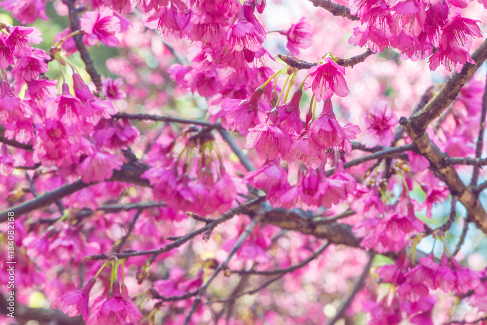 Fototapeta premium background nature Flower Valentine Prunus cerasoides