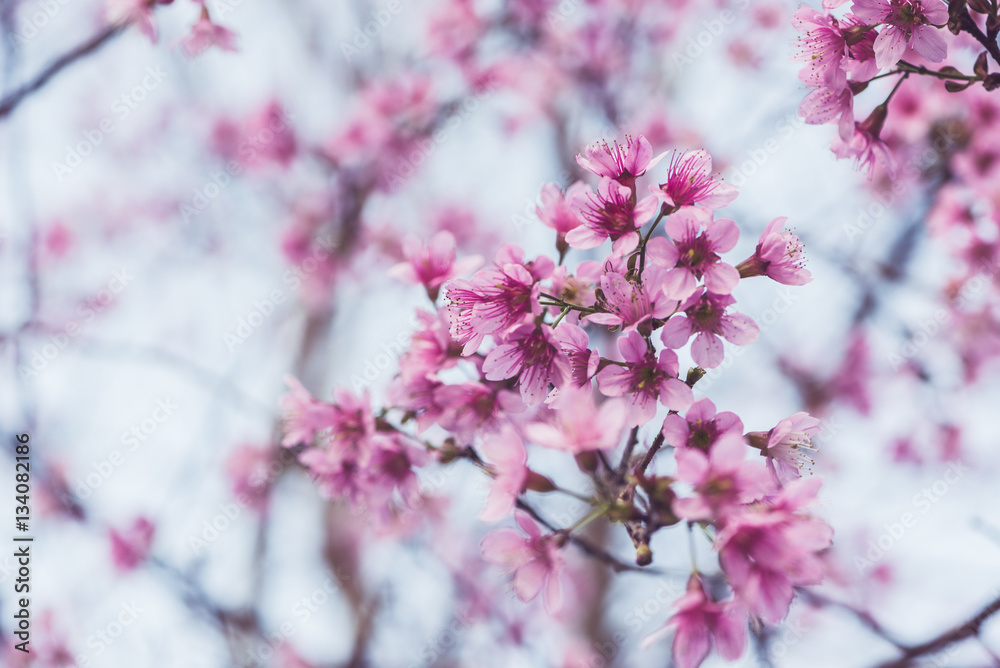 background nature Flower Valentine Prunus cerasoides background nature Flower Valentine Prunus cerasoides