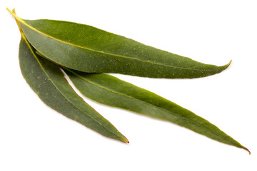 Eucalyptus Leaves Isolated on White