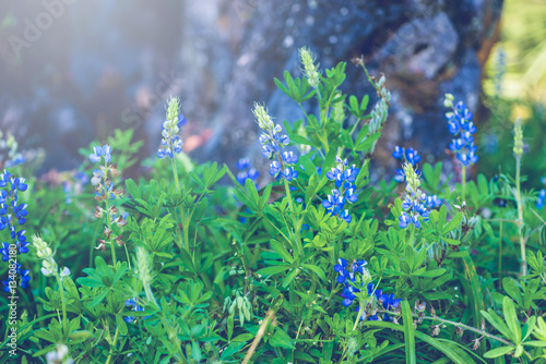 background nature Flower. Garden flowers