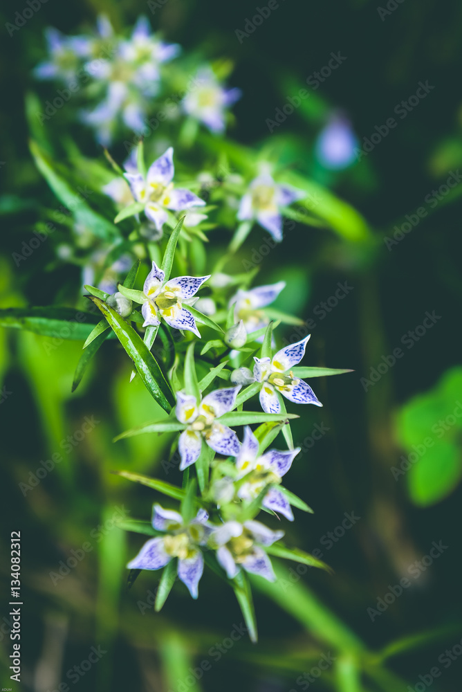 Wallpaper background Purple flowers Wallpaper background Purple flowers