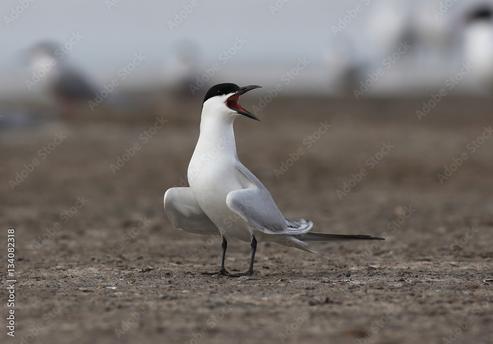Fototapeta premium Gull-billed tern