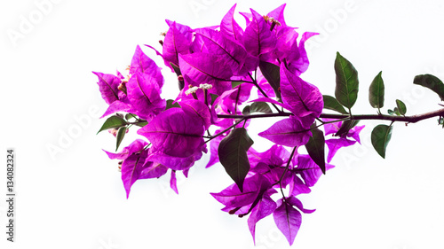 Tableau sur toile background Flower Bougainvillea purple