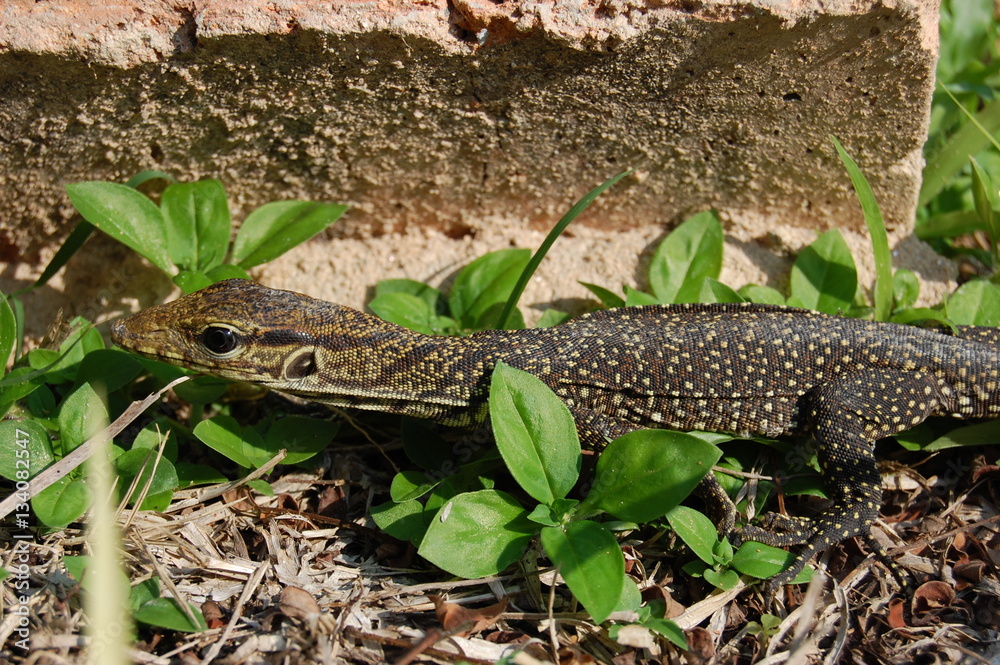 Monitor Lizard in the Grass Monitor Lizard in the Grass