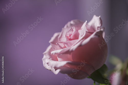 Pink rose closeup in nature
