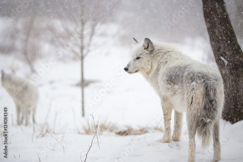 Wolves in a Winter Wonderland