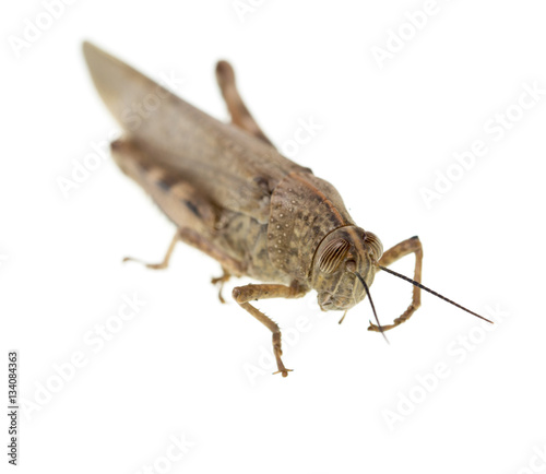 grasshopper on a white background © schankz