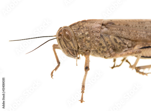 Canvas-taulu grasshopper on a white background