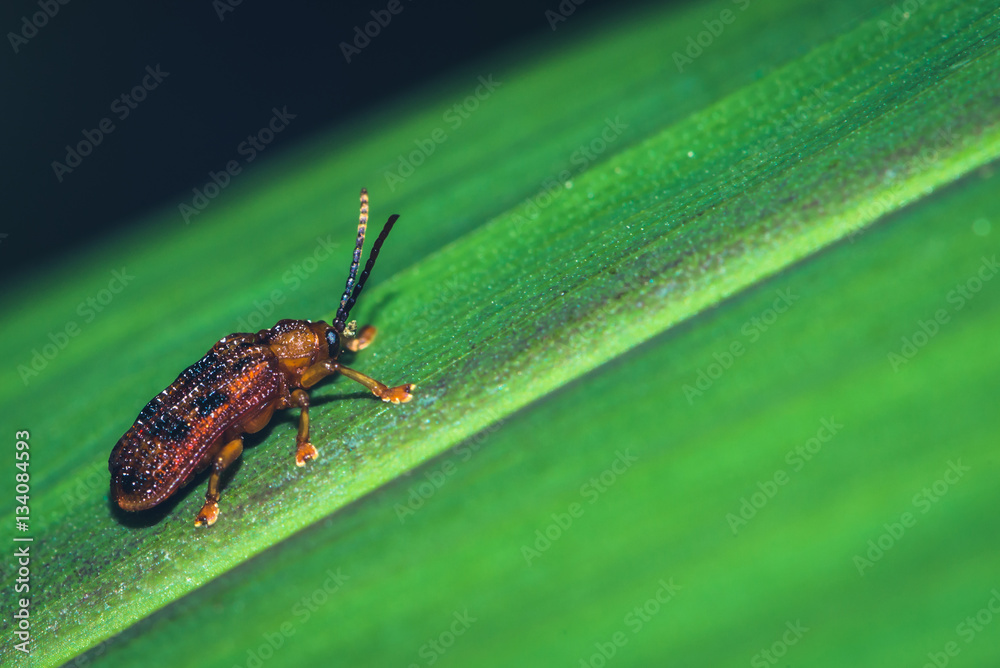 The tiny reddish-brown insects The tiny reddish-brown insects