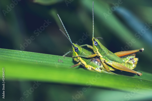 Grasshopper hybridize on a green leaf