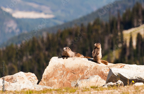Canada - Hoary Marmot - Mountain Whistler